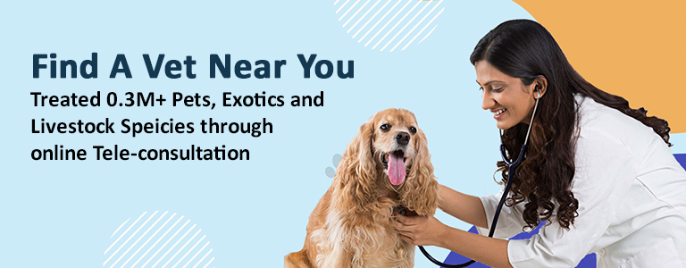 eVetsCare Vet consultation with audio video